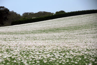 Picture's blurred but it will at least give you an idea of the extensive poppy fields in Taz