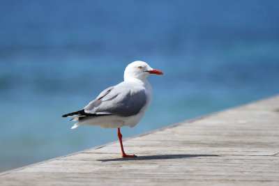 Back in Burnie, bought a pair of pants at the Red Cross thrift, then photographed gulls in a park near the water.