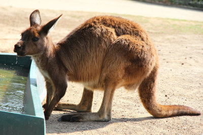 We gravitated toward the free roaming kangaroos/wallabys.