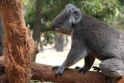 Koala awake?  Moving?  Wow! 