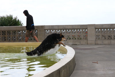 A dog detoured from his walk to enjoy the water