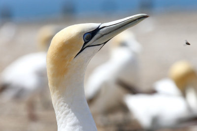 Gannet head crop, got the bee in there by mistake