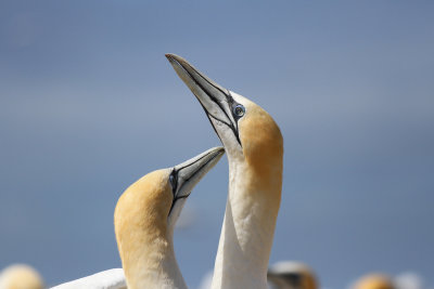 Two gannets rubbing beaks
