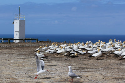 Humble lighthouse, gannets, gulls