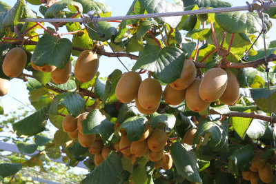 Tasted golden kiwi for first time - no furry skin.