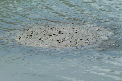 Howard's closeup of a bubbling, hissing mud pool!