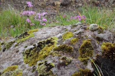  Krysuvik thermal had occasional moss & flowers