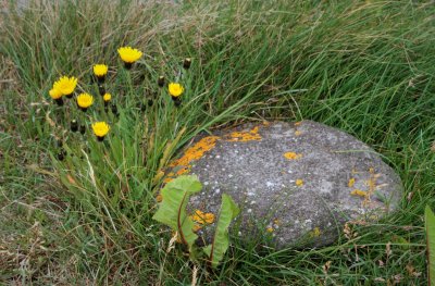Flowers, weeds, rock