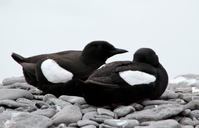 Two black guillemots