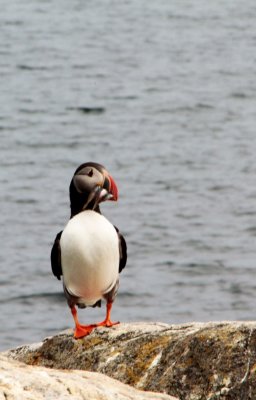 Waited 20 minutes & gave up cake & coffee but finally a puffin landed nearby.