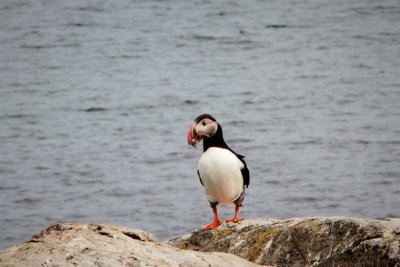 Puffin