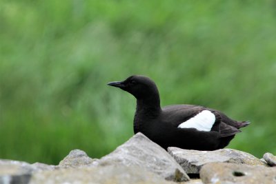 Black guillemot near buildings at front of island
