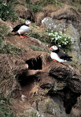 Holes contains nests of pufflings (young puffins)