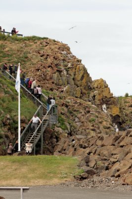 View of steps to see puffins closeup. The birds leave mid-August.