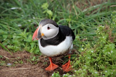 Muddy breasted puffin - probably been in the nest hole