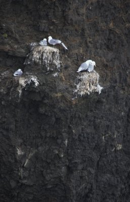 Kittiwakes (type of gull) on cliffs at giant auk photo spot