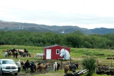 Icelandic horses to ride 