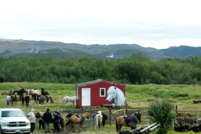 Icelandic horses to ride 