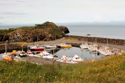 Taken to Hafnarholmi harbor to see puffins