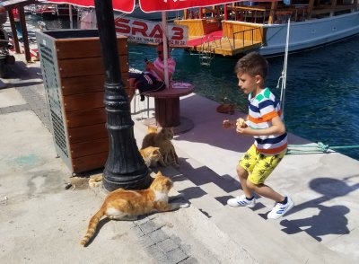 Kid and cats wanting McDonalds burger on Pigeon Island causeway