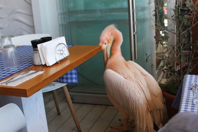 But there was another surprise. Howard & I watched as a pelican strolled across the boardwalk & into a cafe.