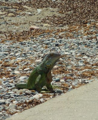 Back to the ship, then out later with Howard to walk along the waterfront. He saw a huge iguana - strange!