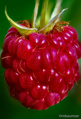 Raspberry   152969_74