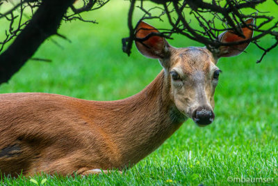 Deer On The Lawn 153556