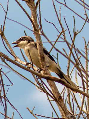 Loggerhead Shrike