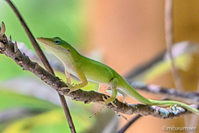 Green Anole 1230893
