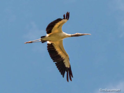 Wood stork 1240078
