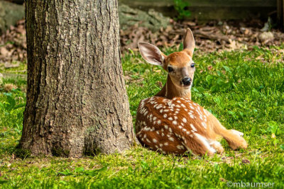 Fawn Under A Tree 1250522