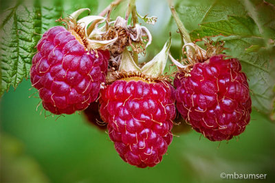 Raspberries 156800-04