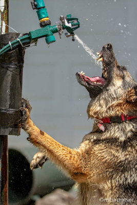 Diva Playing With The Sprinkler 156881