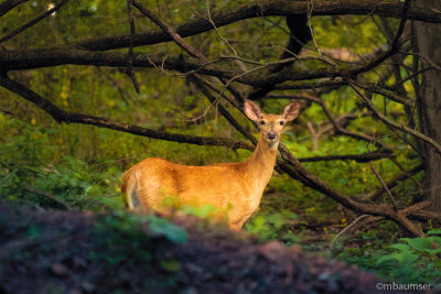 Deer In The Woods 10001
