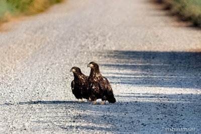 Juvenile Bald Eagles in the Road 11964
