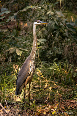 GBH Along The Monocacy River 16836