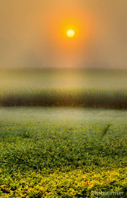 Corn Field In Morning Fog 16958_64