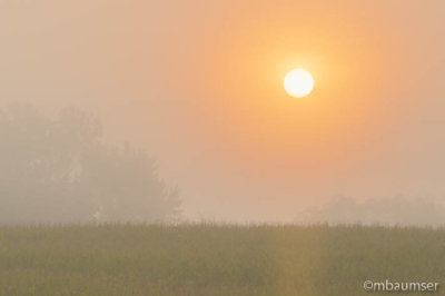 Corn Field In Morning Fog 016973