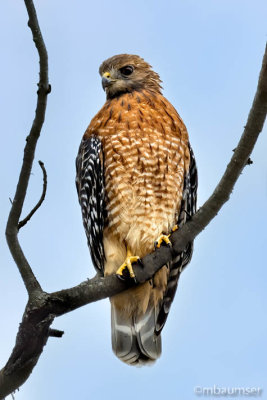 Red Shouldered Hawk 18229
