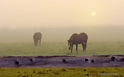 Horses In The Fog 18642