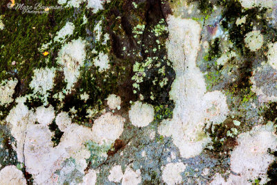 Do You Lichen This Picture? 19924