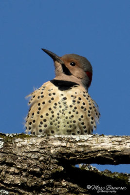 Northern Flicker