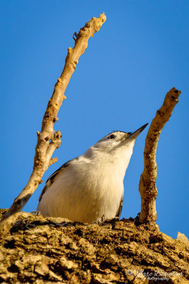 White-Breasted Nuthatch 22679