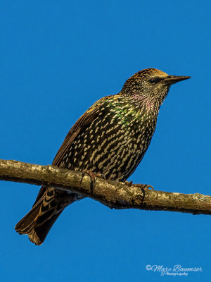 Starling 22733