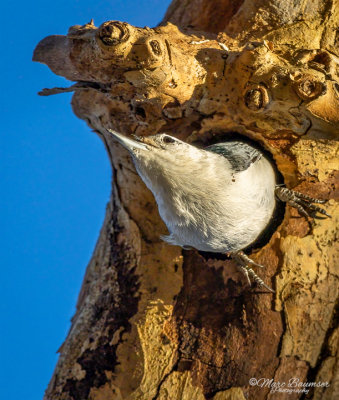 White-Breasted Nuthatch 22711