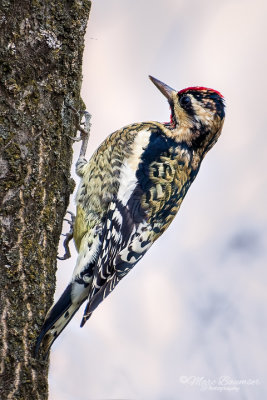 Yellow-bellied Sapsucker 22929