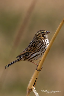 Savanah Sparrow 23075