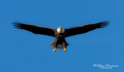 Conowingo Damn Eagle 25014