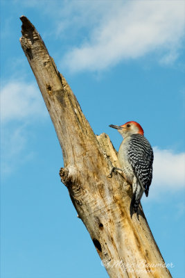 Red Bellied Woodpecker 26140
